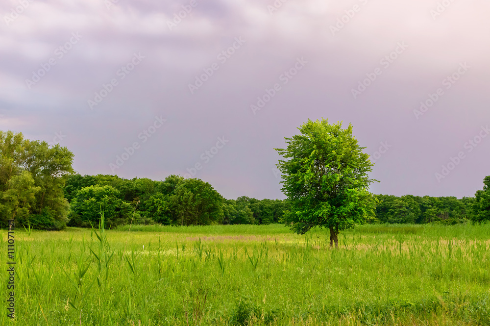 Fototapeta premium Lonely tree in a field at sunset