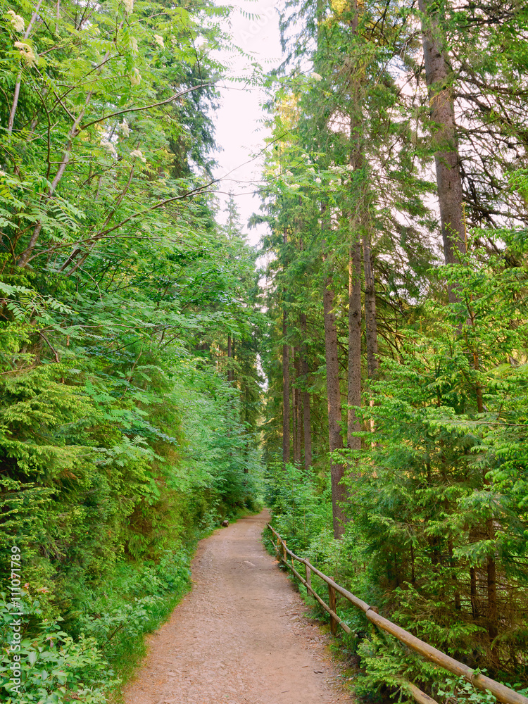 Obraz premium Leśna ścieżka ekologiczna w lesie iglastym