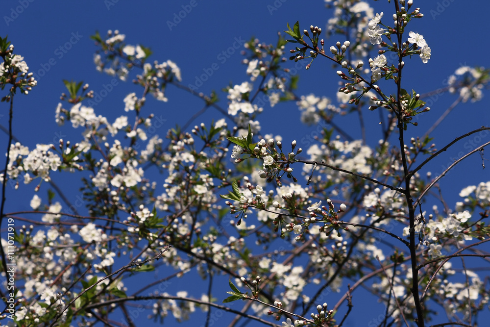 cherry blossoms cherry blossoms