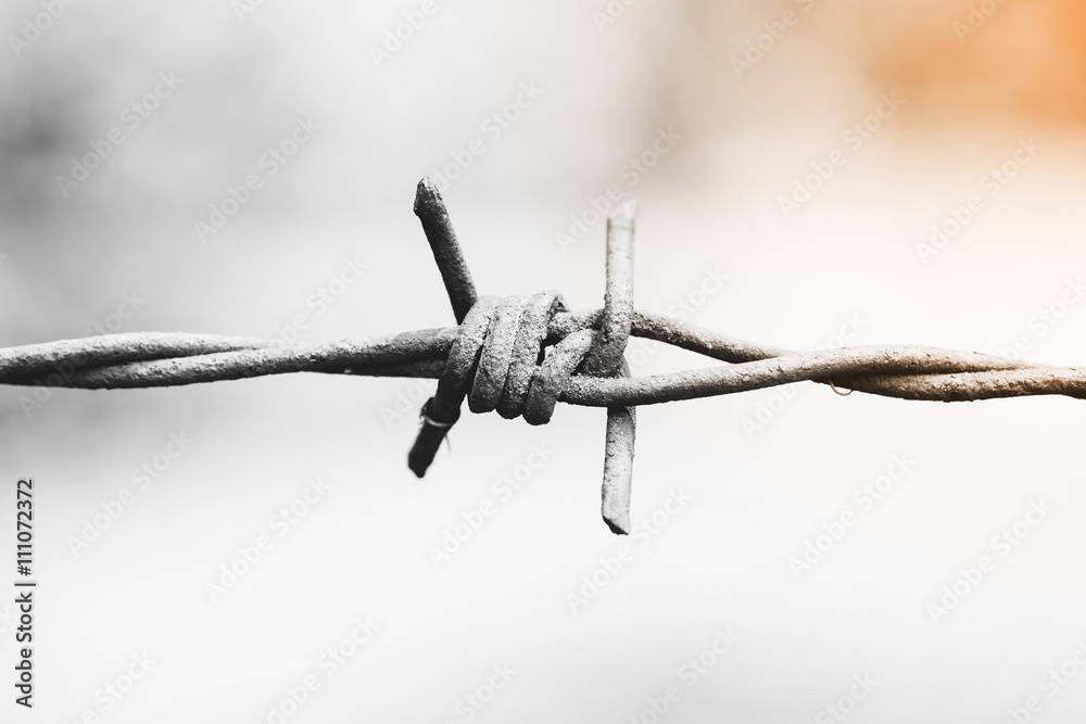 barbed wire. Monochrome