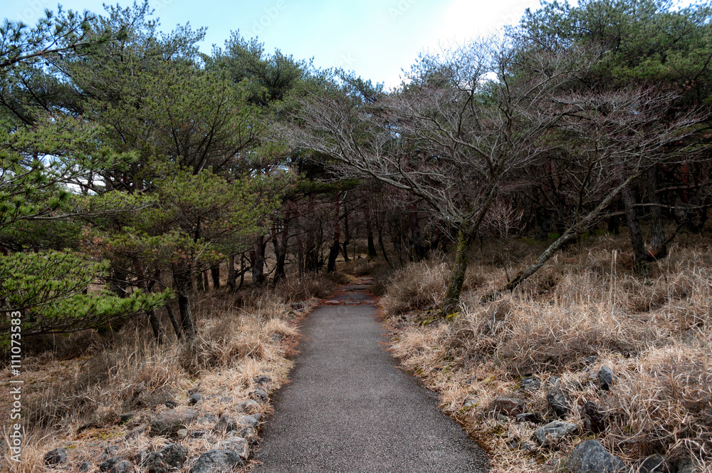 Fototapeta premium 林へ続く遊歩道