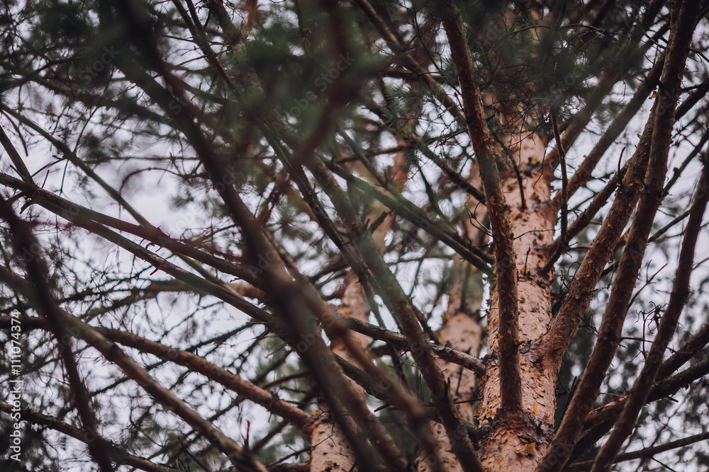 Forest pine branches/Forest pine branches/Forest pine branches Forest pine branches/Forest pine branches/Forest pine branches