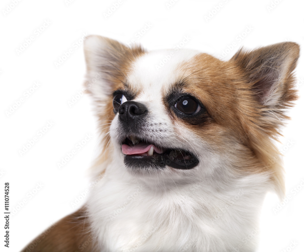 chihuahua dog