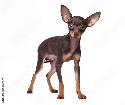 Toy Terrier sits on a white background