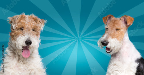 dog before and after grooming