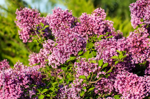 Lilac flowers on tree in garden. 