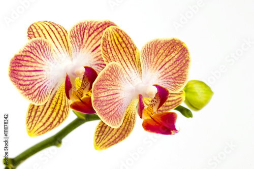 orchids, orchids