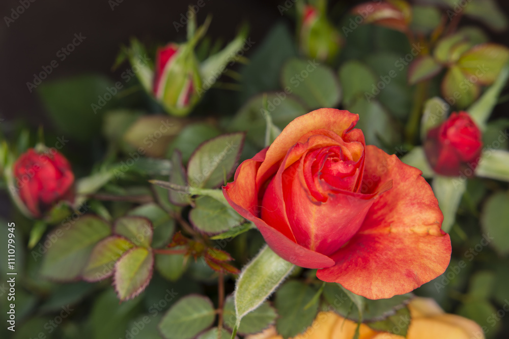 red rose flower with a dark background red rose flower with a dark background