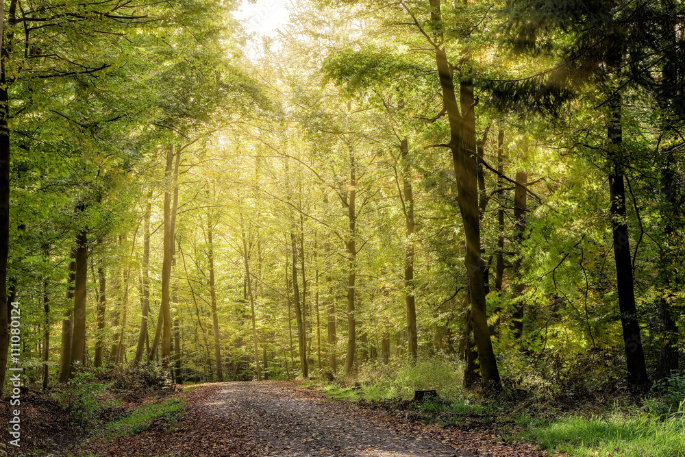 Obraz premium Waldweg im Frühling mit Sonnenstrahlen
