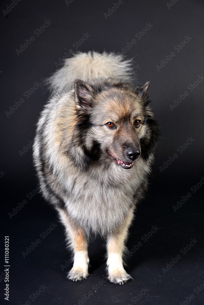 cooler Hund mit Kapuzenshirt Hoodie Wolfsspitz cooler Hund mit Kapuzenshirt Hoodie Wolfsspitz