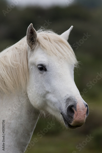 White Horse portrait  Camargue  France