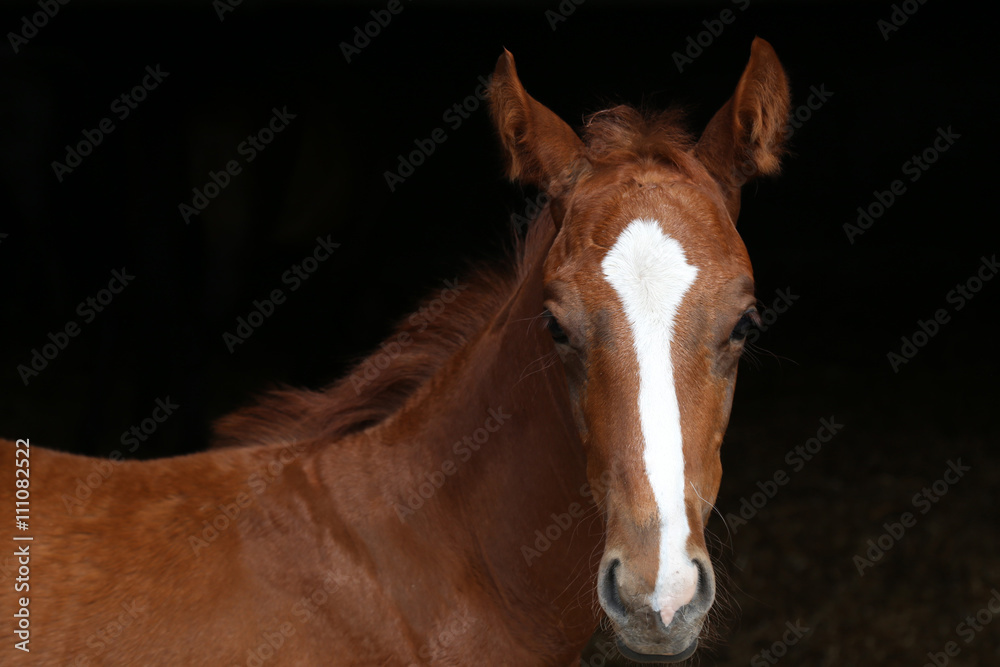 Obraz premium horse head on dark background
