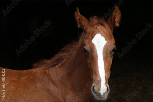 horse head on dark background