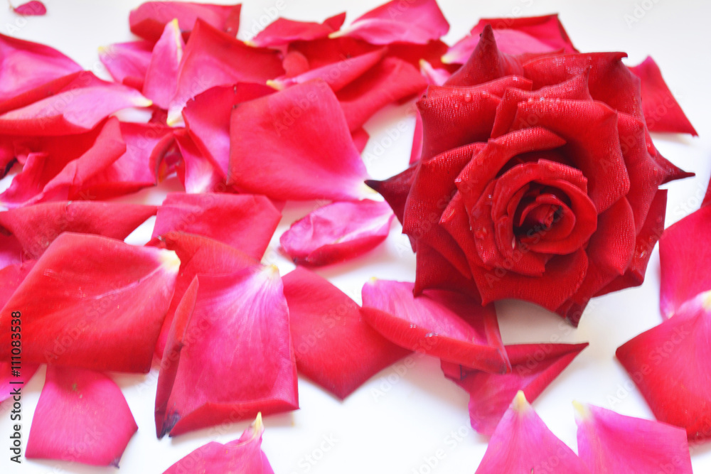 rose petals rose petals