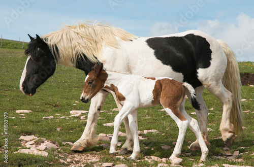 Young mare walking with baby foal