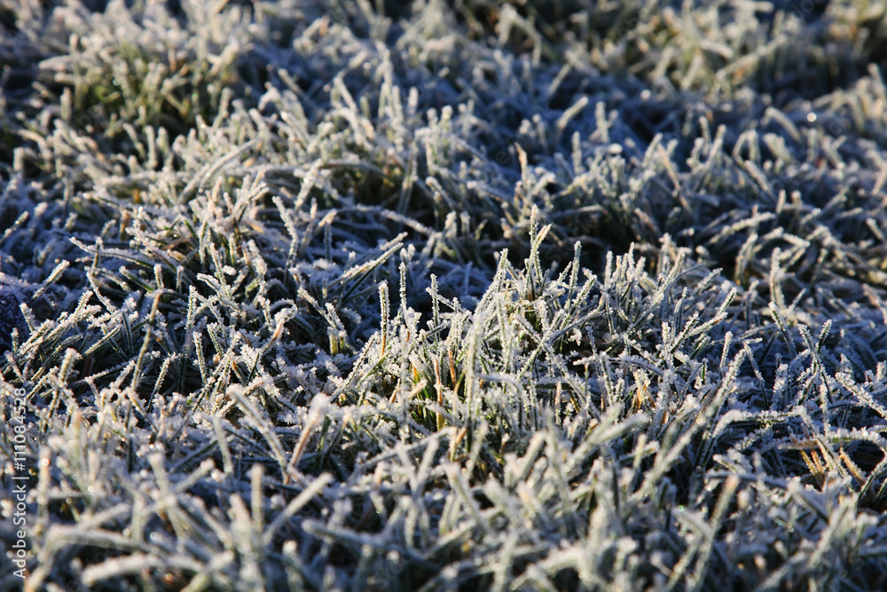 Frosty grass Frosty grass