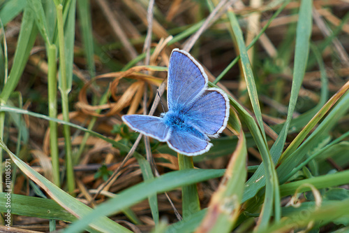 macro of blue butterfly