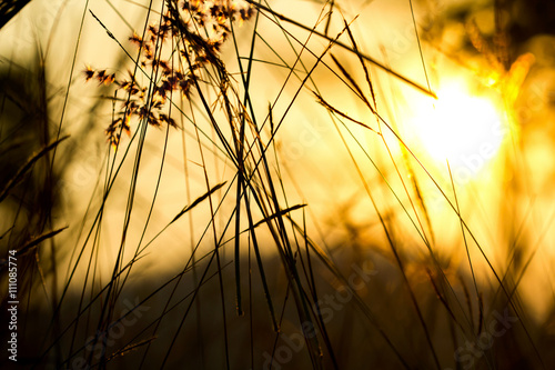 grass field  during sunset selective focus with shallow depth of