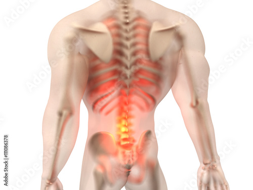 Male Anatomy - Back Pain 