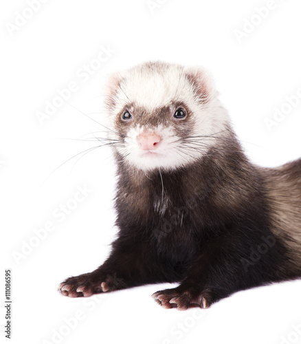 Cute ferret isolated on white background