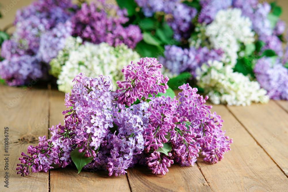 Bunches of flowering purple and white lilac Bunches of flowering purple and white lilac