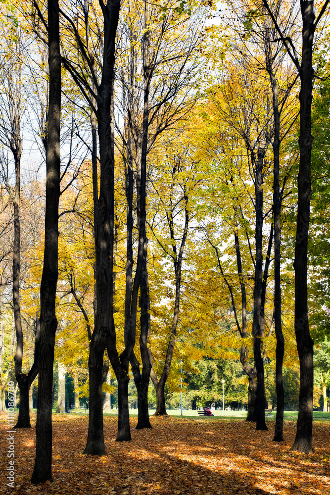Naklejka premium Autumn colours in Parco di Monza Italy
