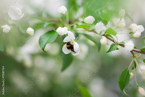 Bumblebee collecting pollen on flower photo