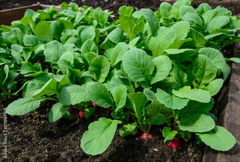 Obraz premium the young radishes