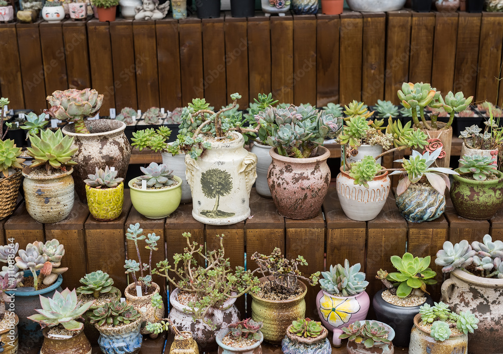 Fototapeta premium Miniature succulent plants