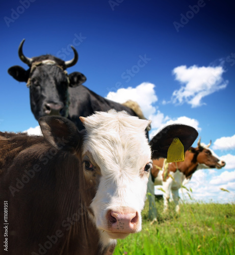 Cows at pasture