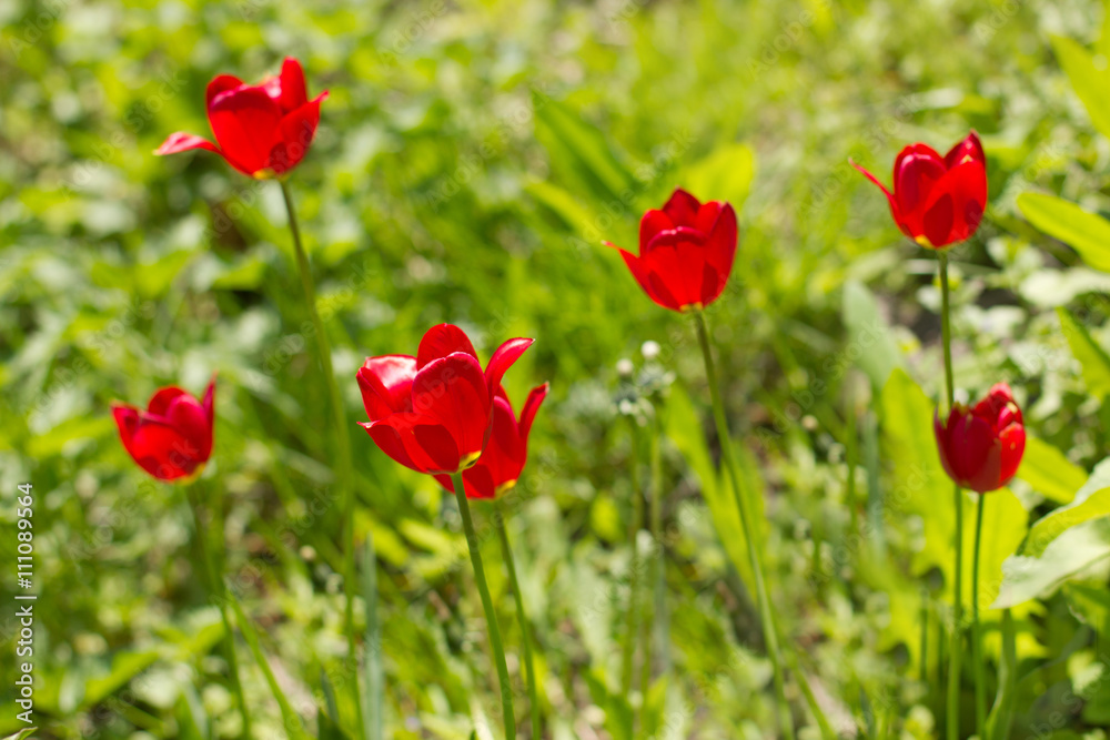 Obraz premium Bright red tulip