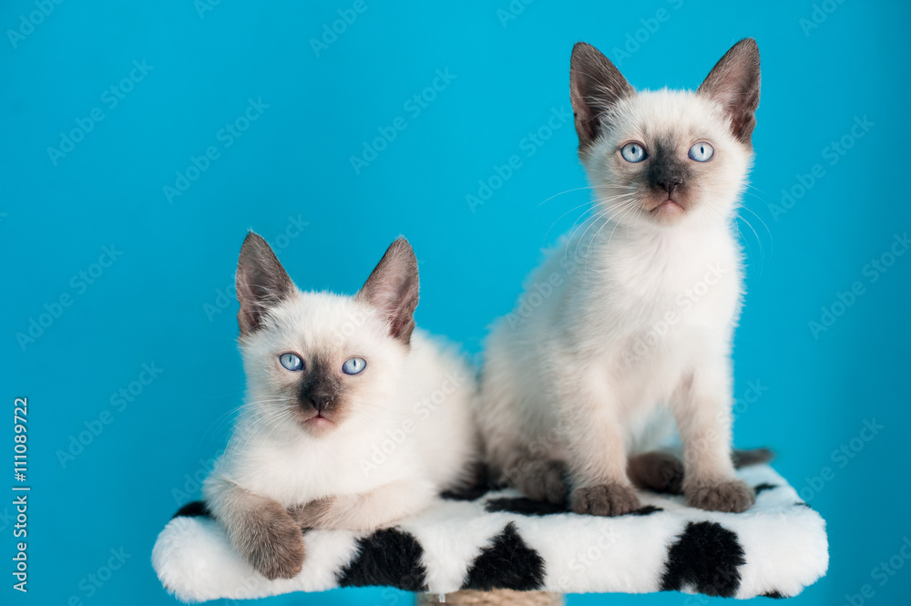 Siamese kittens sitting over blue background