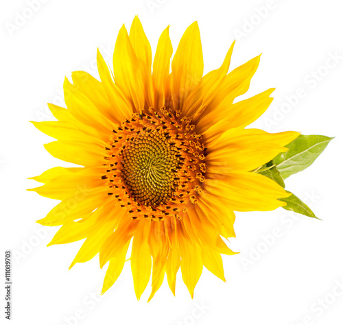 Fototapeta Naklejka Na Ścianę i Meble -  Sunflower isolated on white background.