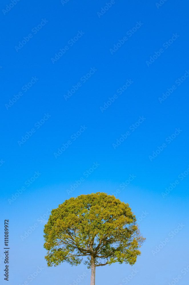 Obraz premium 青空と木