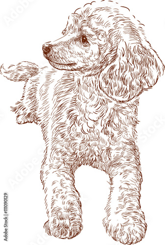 sketch of poodle