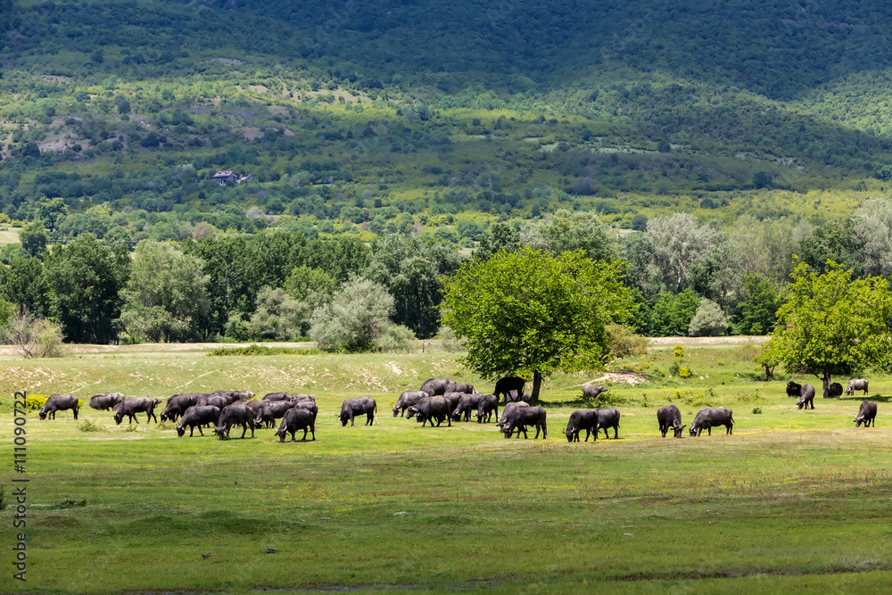 Buffalo grazing next to the river Strymon spring in Northern Gre