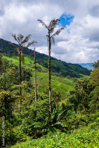 Cameron highlands, Malaysia photo