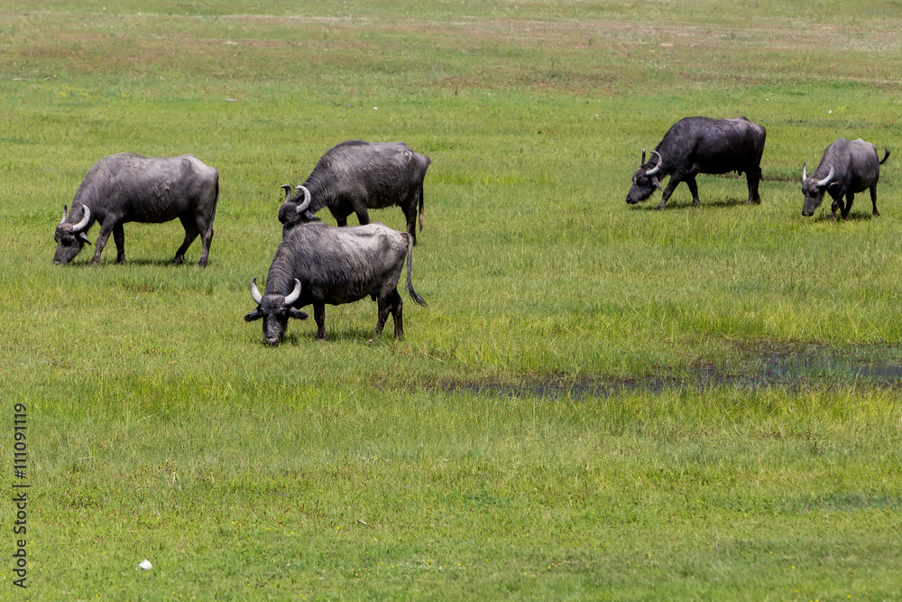 Buffalo grazing next to the river Strymon spring in Northern Gre Buffalo grazing next to the river Strymon spring in Northern Gre