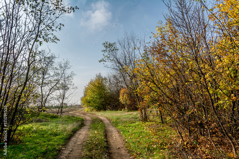 Autumn forest