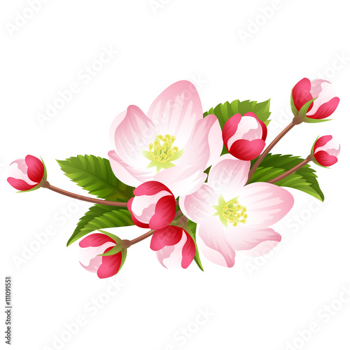 Pink apple blossom vector