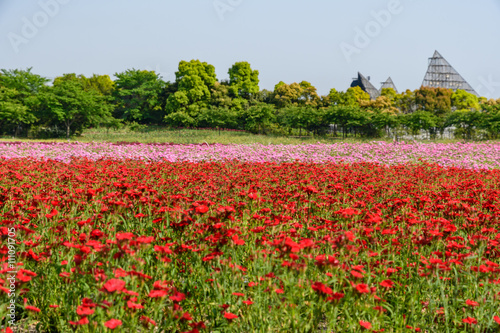 花畑