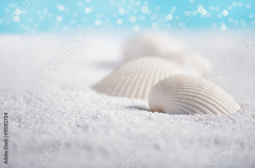 White shells close up on white sand with the sea 