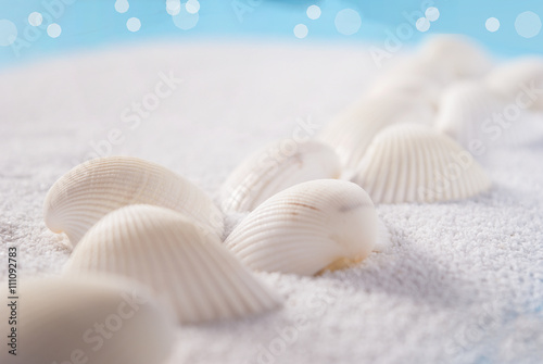 White shells close up on white sand with the sea 