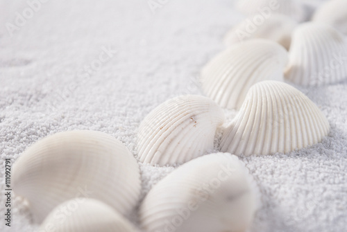 Fototapeta White shells close up on white sand