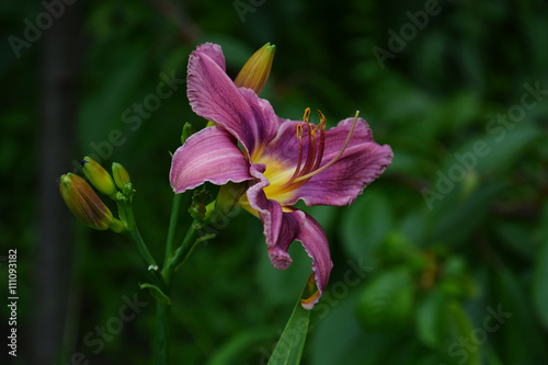 Hemerocallis