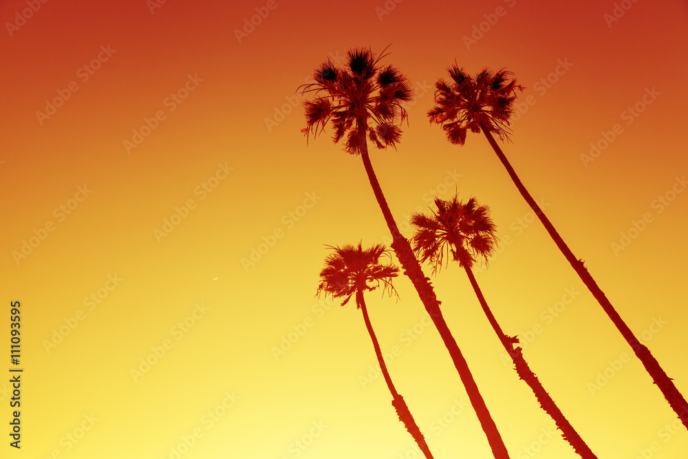 Obraz premium California Palms at Sunset Cliffs, San Diego, USA