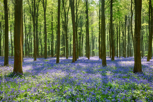 Bluebells in Wepham Woods photo