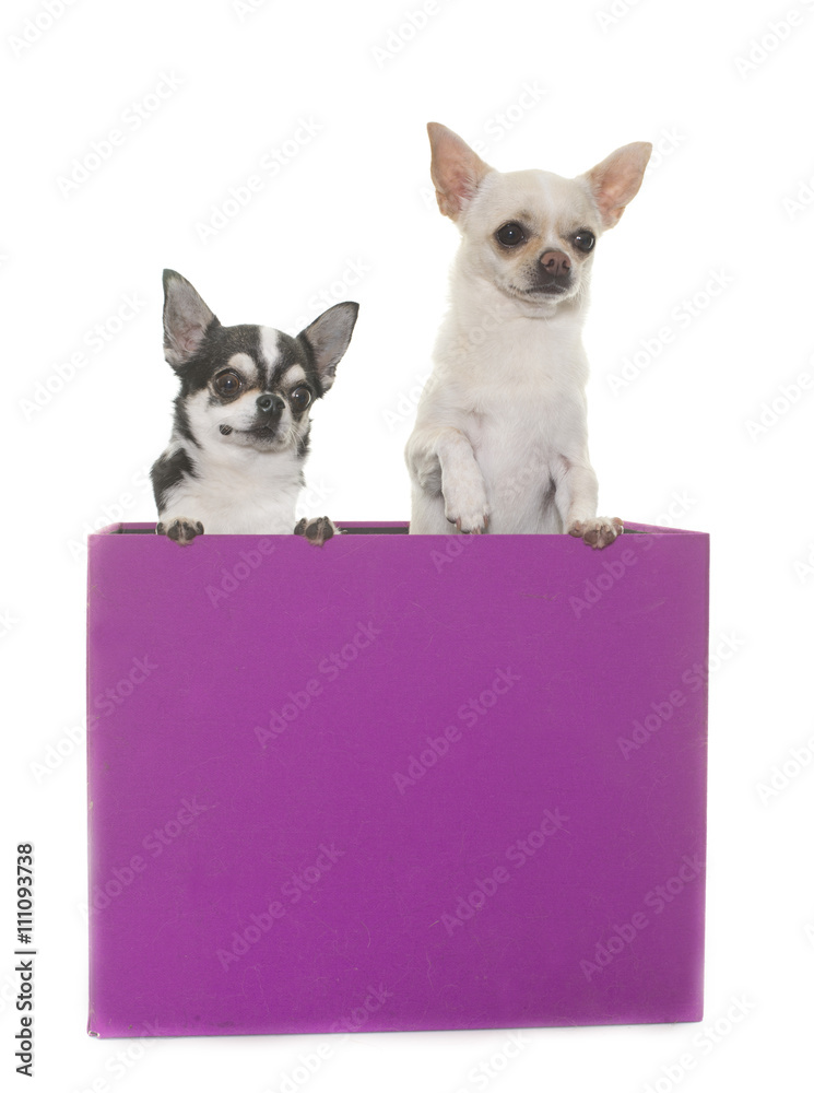 chihuahuas in box