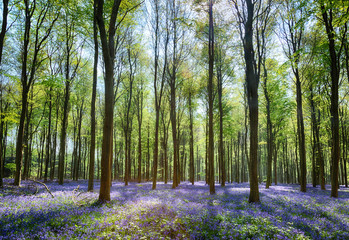 Fototapete Landschaften Glockenblumen in Wepham Woods  © philipbird123