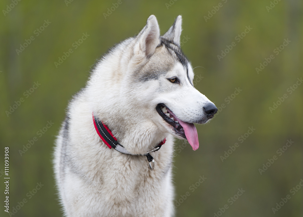 Thoroughbred dog close up. Siberian huskies.